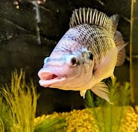 Welaka National Fish Hatchery - Aquarium photo 5