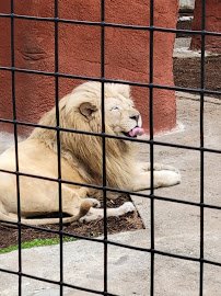 Capron Park Zoo photo 4