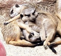 Capron Park Zoo photo 5