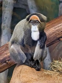 Capron Park Zoo photo 6