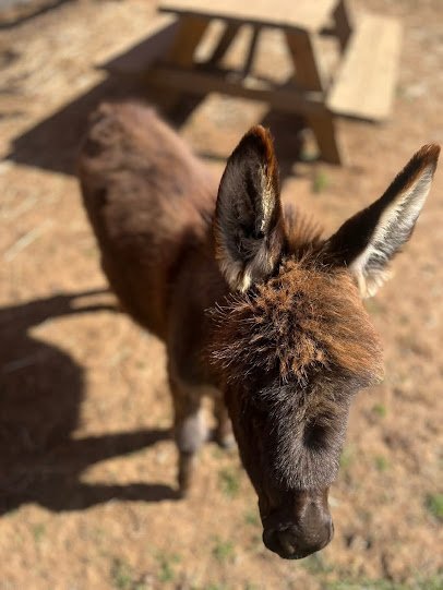 Peaks of Otter Farm photo 6