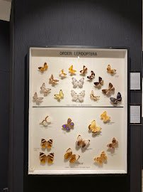 Entomology Museum