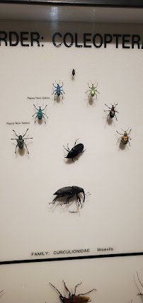 Entomology Museum photo 2