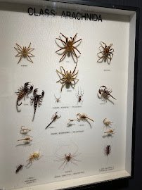 Entomology Museum photo 3