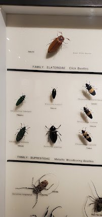 Entomology Museum photo 4