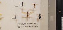 Entomology Museum photo 6