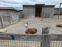 Creation Zoo
