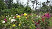 Mendocino Coast Botanical Gardens photo 4