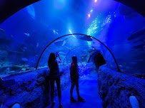 SEA LIFE San Antonio photo 3
