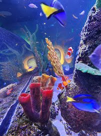 SEA LIFE San Antonio photo 5