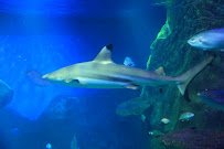 SEA LIFE San Antonio photo 6