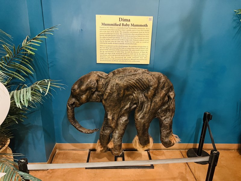 Rocky Mountain Dinosaur Resource Center photo 6