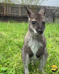 Leesburg Animal Park photo 2