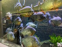 Belle Isle Aquarium photo 3
