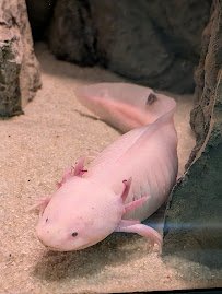 Belle Isle Aquarium photo 6