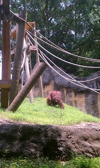 Kids Playground at Zoo Atlanta photo 6