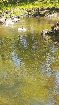 Rye Nature Center photo 2