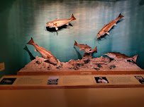 Bayou Terrebonne Waterlife Museum photo 3