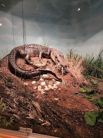 Bayou Terrebonne Waterlife Museum photo 5