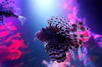 SEA LIFE Michigan Aquarium