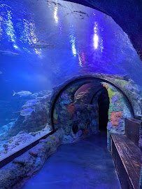 SEA LIFE Michigan Aquarium photo 3