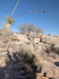 Living Desert Zoo & Gardens State Park photo 3