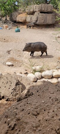 Living Desert Zoo & Gardens State Park photo 6