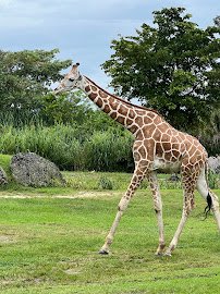 Samburu Giraffe Feeding Station