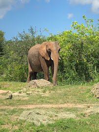 Samburu Giraffe Feeding Station photo 3