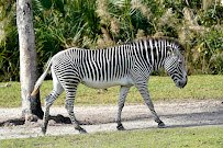 Samburu Giraffe Feeding Station photo 4