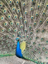 Emerald Coast Zoo photo 6
