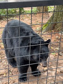 Mill Mountain Zoo photo 5