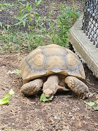 Mill Mountain Zoo photo 6