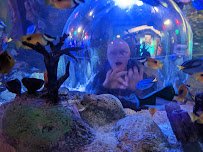 SEA LIFE Grapevine Aquarium photo 5