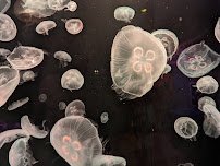 SEA LIFE Grapevine Aquarium photo 6