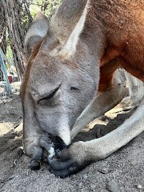 Gramma Roses Kangaroos and Zoo