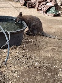 Gramma Roses Kangaroos and Zoo photo 5