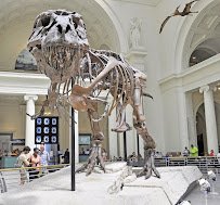 Field Museum