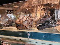 Field Museum photo 5