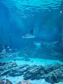 Manta Aquarium