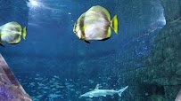 Manta Aquarium photo 2