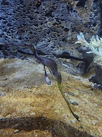 Manta Aquarium photo 3