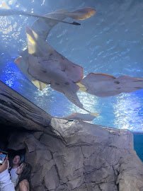 Manta Aquarium photo 5
