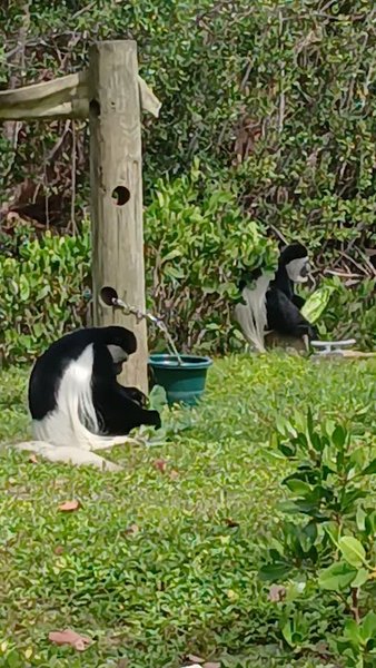 Naples Zoo Playground photo 3