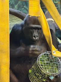 Great Apes at Hogle