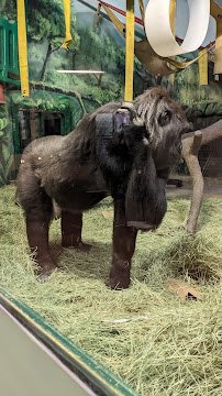 Great Apes at Hogle photo 3