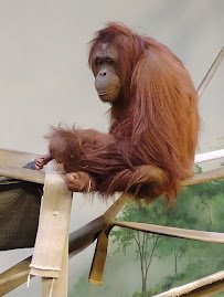 Great Apes at Hogle photo 4