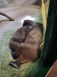 Great Apes at Hogle photo 6