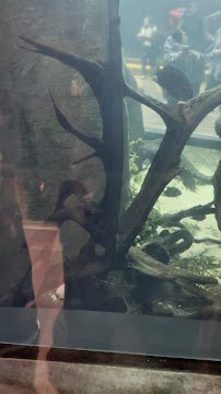 Gulf of the Farallones Aquarium photo 2