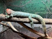 Kentucky Reptile Zoo photo 3